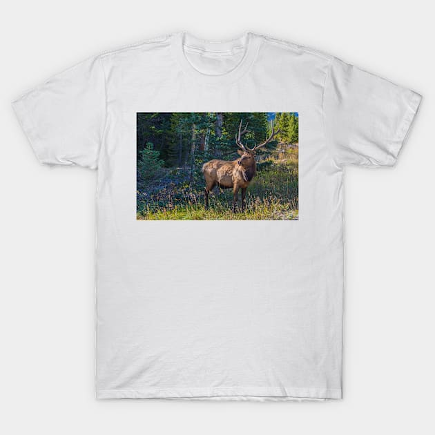 The King Of The High County T-Shirt by nikongreg
